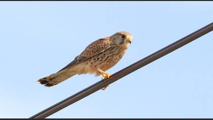 Common Kestrel