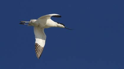 Pied Avocet