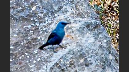 Blue Rock Thrush