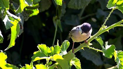 Menetries`s Warbler