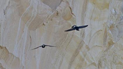 Little Swift