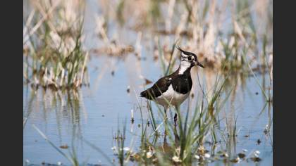 Northern Lapwing