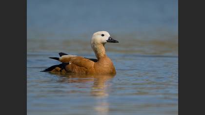 Ruddy Shelduck