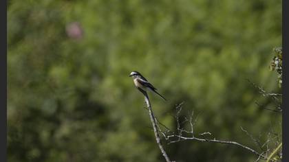 Masked Shrike