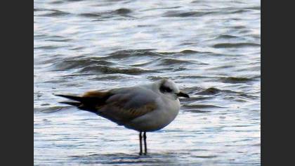 Mediterranean Gull
