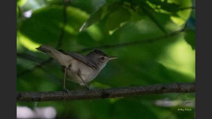 Eastern Olivaceous Warbler
