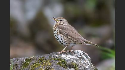 Song Thrush