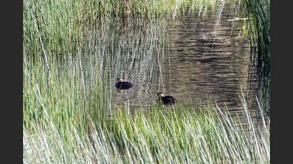 Red-necked Grebe