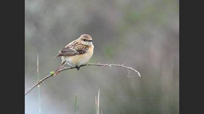 Siberian Stonechat