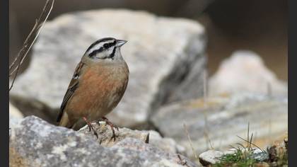 Rock Bunting