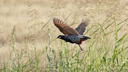 Black Francolin