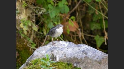 White-throated Dipper