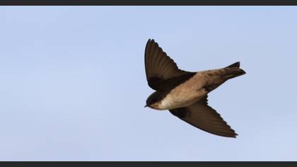 Eurasian Crag Martin