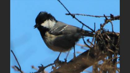 Coal Tit