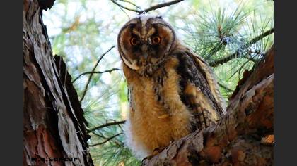 Long-eared Owl