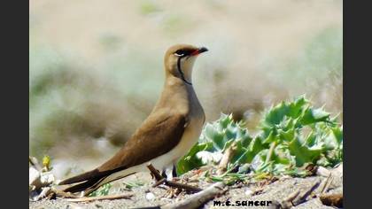 Collared Pratincole