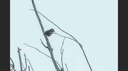 Hawfinch