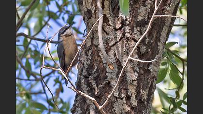 Eurasian Nuthatch