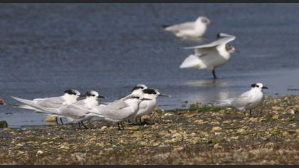Sandwich Tern
