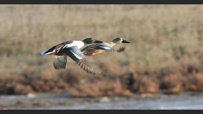 Northern Shoveler