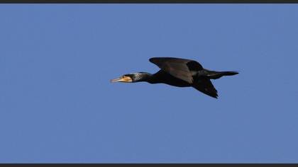 Great Cormorant