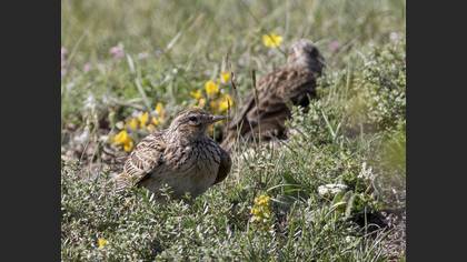 Eurasian Skylark