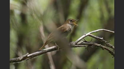 Common Nightingale