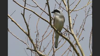 Lesser Grey Shrike
