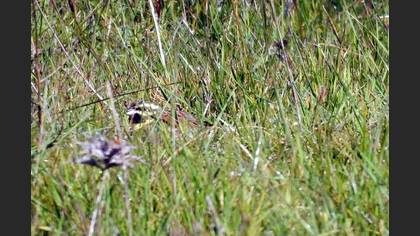 Cirl Bunting