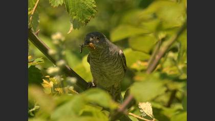 Barred Warbler