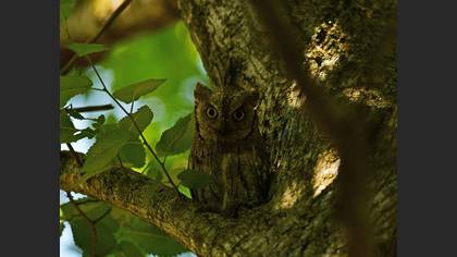 Eurasian Scops Owl