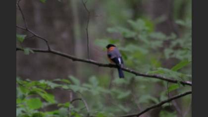 Eurasian Bullfinch