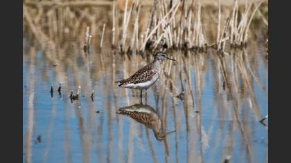 Wood Sandpiper