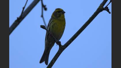 European Serin