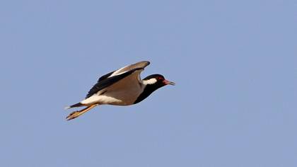 Red-wattled Lapwing