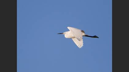 Little Egret