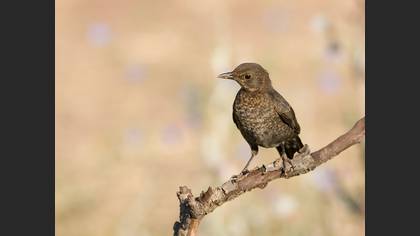 Common Blackbird