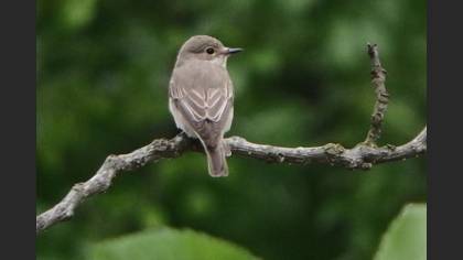 Spotted Flycatcher