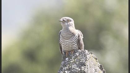 Common Cuckoo