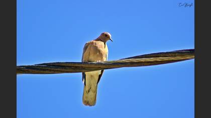Laughing Dove