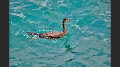 European Shag