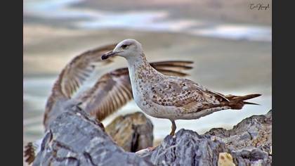Yellow-legged Gull