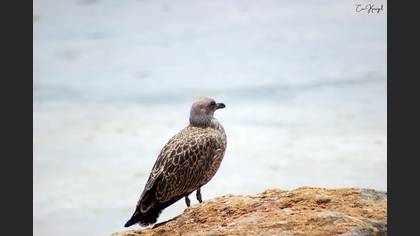 Yellow-legged Gull