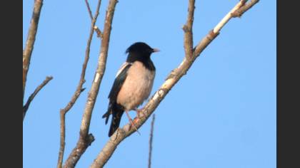 Rosy Starling