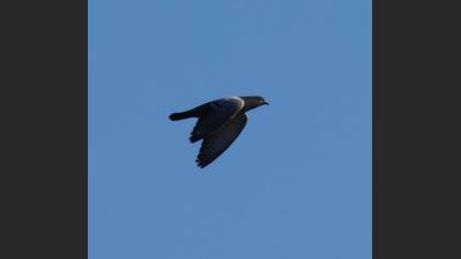 Rock Dove