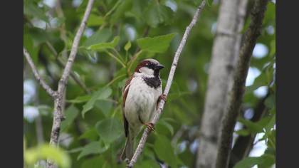 House Sparrow