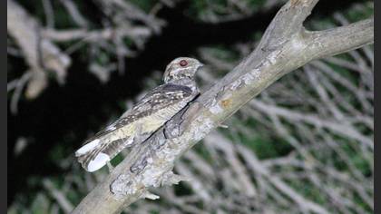 European Nightjar