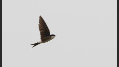 Western House Martin