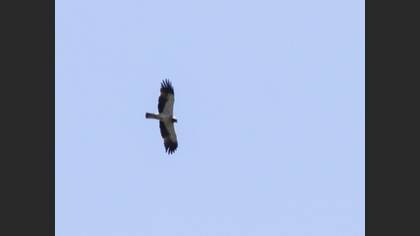 Booted Eagle