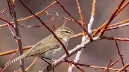 Common Chiffchaff